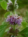 sm 263 Marsh Mint
